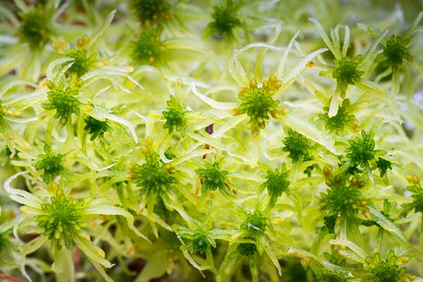 sphagnum fallax