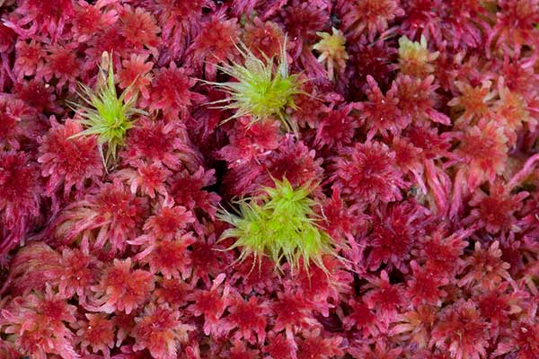 sphagnum magellanicum