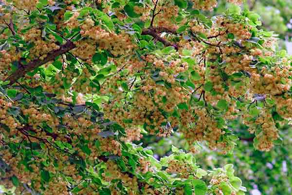 tilia cordata