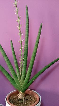 Sansevieria cylindrica - Lança-de-São-Jorge