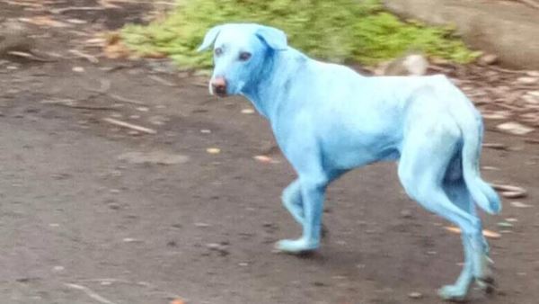 cachorro azul 2