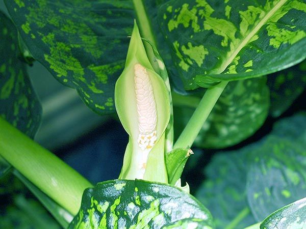 dieffenbachia picta