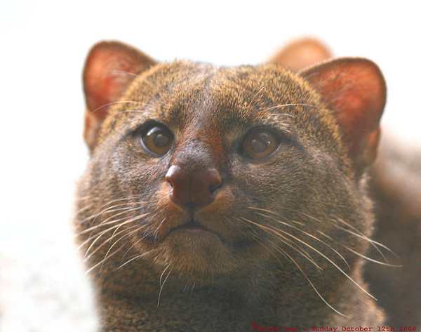 gato jaguarundi