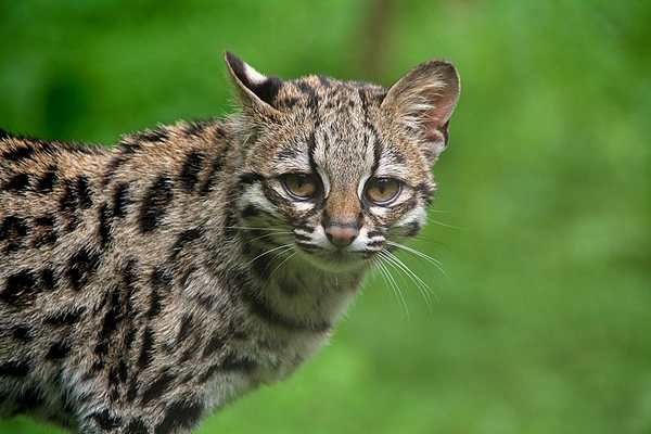 gato margay