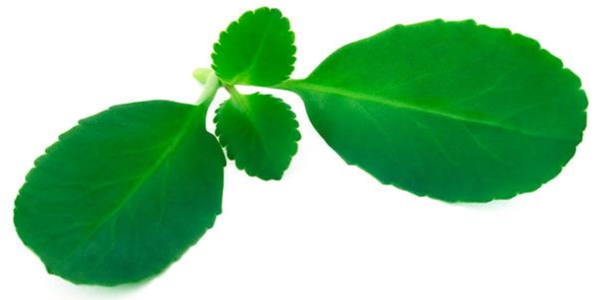 saiao planta medicinal onde encontrar