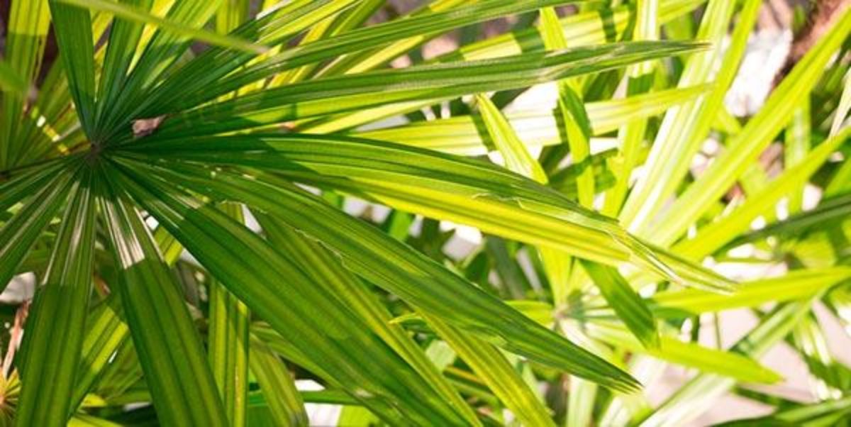 saw palmetto prostata benefícios saw palmetto prostata benefícios