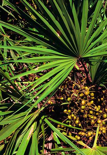 saw palmetto frutos