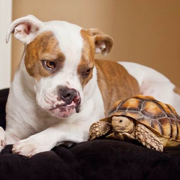 amizade cachorro tartaruga