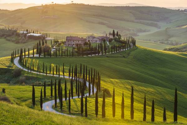 cipreste tuscany