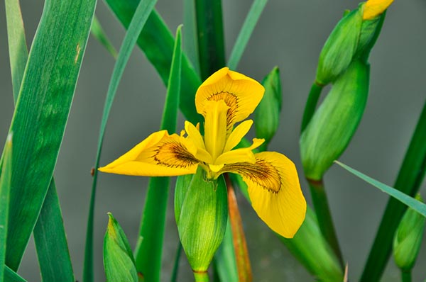 iris pseudacorus