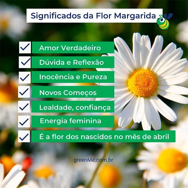 Margarida, a flor do amor! Descubra seu verdadeiro significado - greenMe