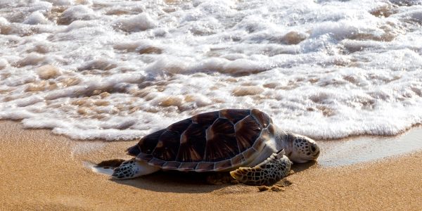 tartaruga de couro