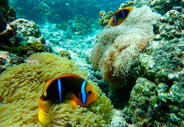 anemonas e peixe palhaco 2