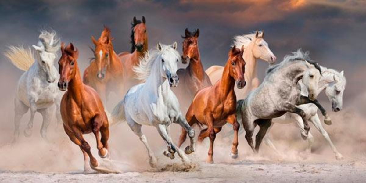 Tudo sobre Cavalos – Curiosidades, Raças e Muito Mais - GreenMe.com.br