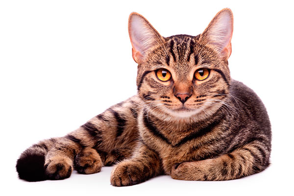 gato maestria