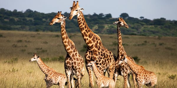 girafa 3