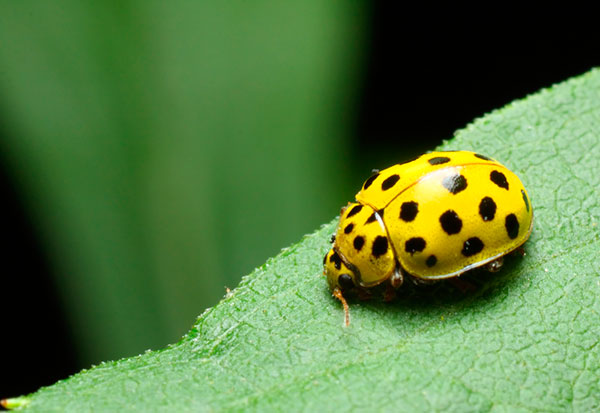 joaninha amarela