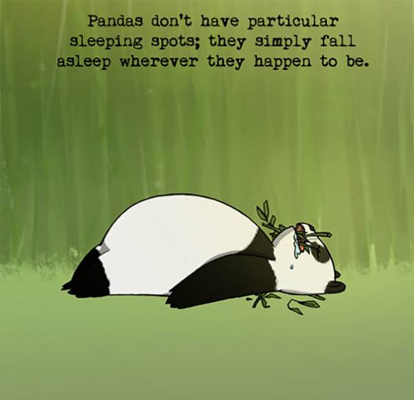 panda curiosidade