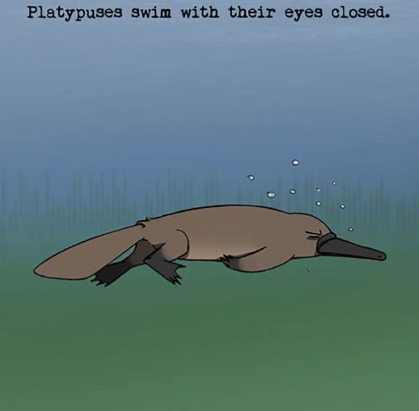 platypuses curiosidade