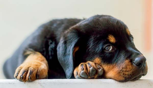 rottweiler 3