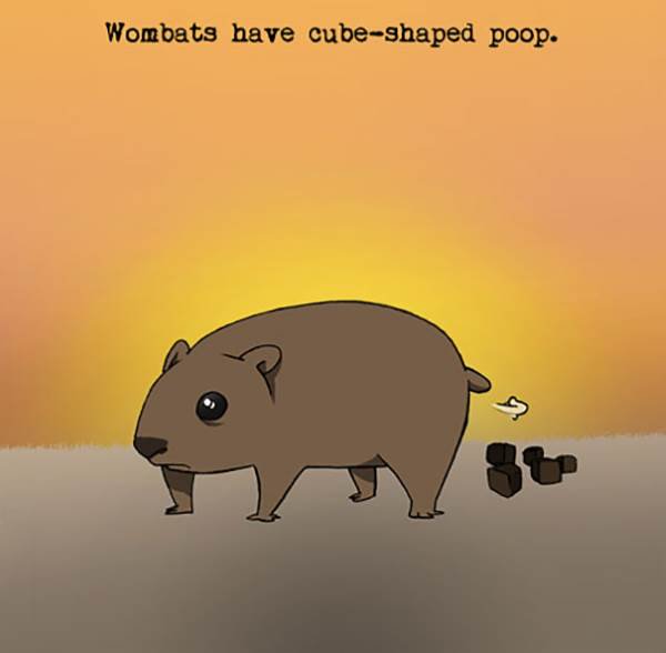 wombat curiosidade