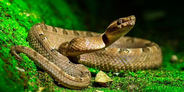 Sonhar com cobra: o que significa e seu simbolismo