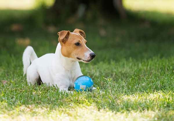 jack russell bola