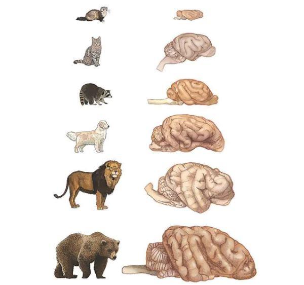 cerebros animais
