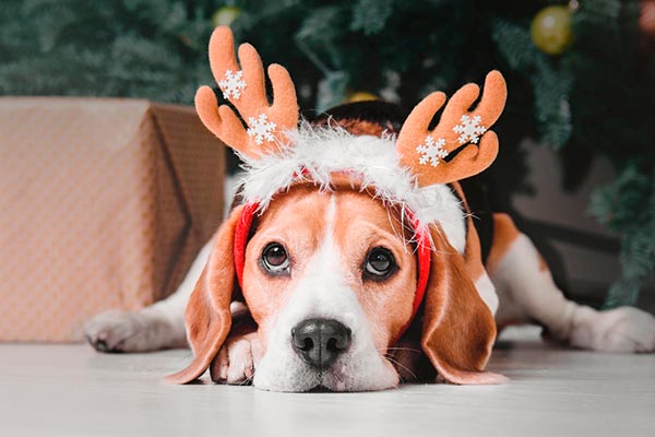 natal cachorro 2