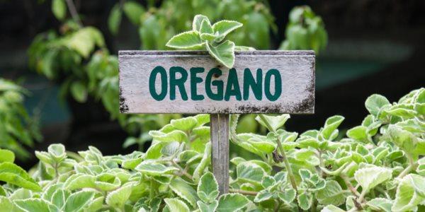 oregano