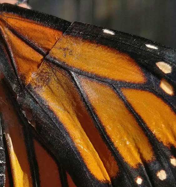 borboleta monarca 6
