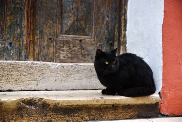 gato preto 7