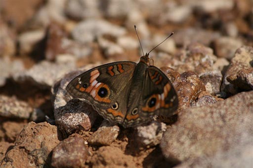 junonia coenia