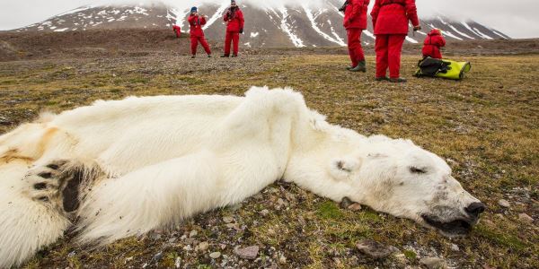 polarbearday 3