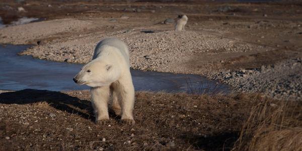 polarbearday 5