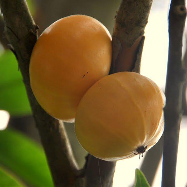 cambuca fruta no pe