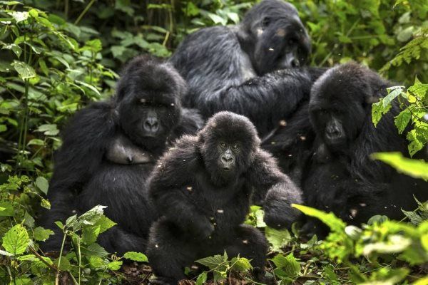 gorilas das montanhas congo