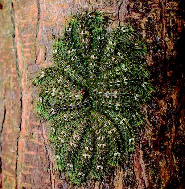 lonomia obliqua 1