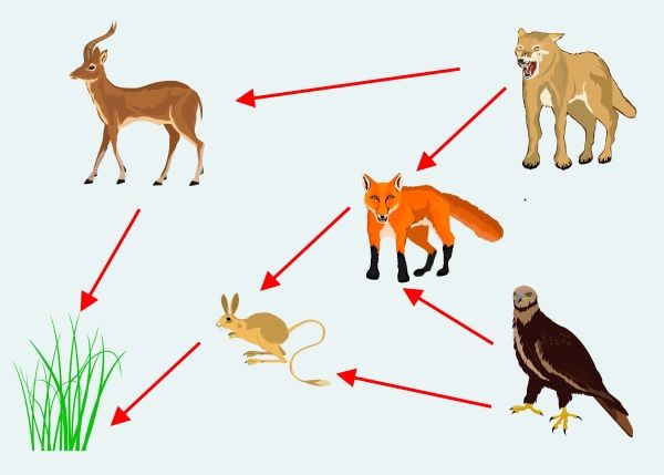 cadeia alimentar terrestre