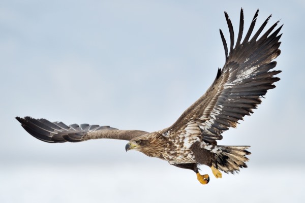 águila 2