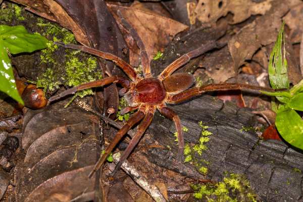 aranha armadeira