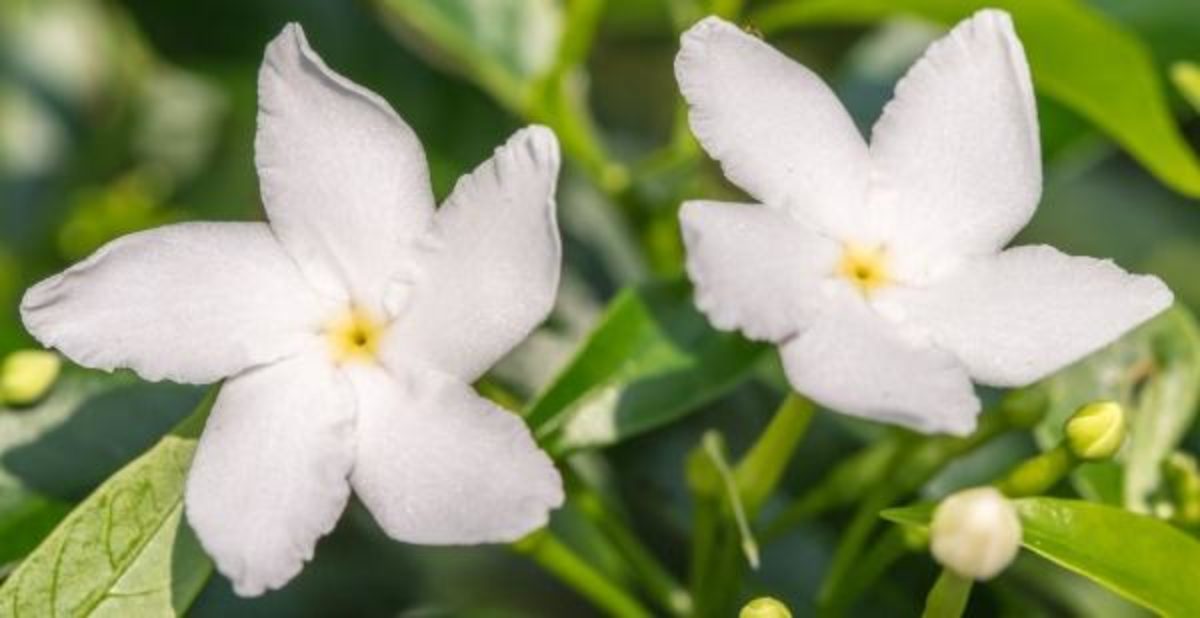 Jasmim Lendas E Significados Espirituais Desta Flor Greenme Com Br