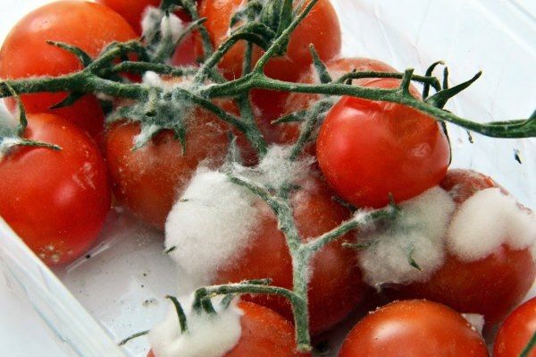 tomate podre