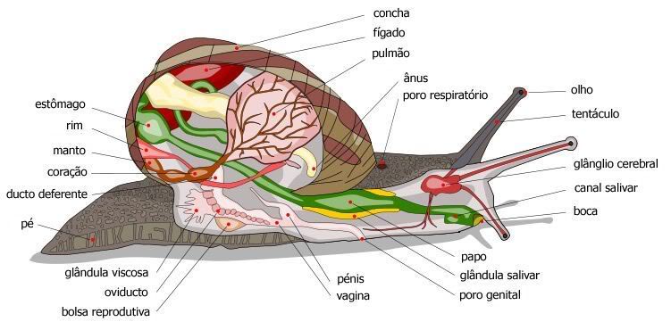 anatomia caracol