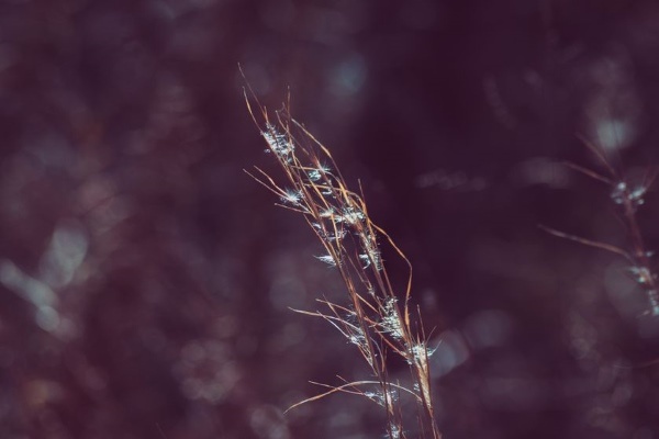 andropogon virginicus1
