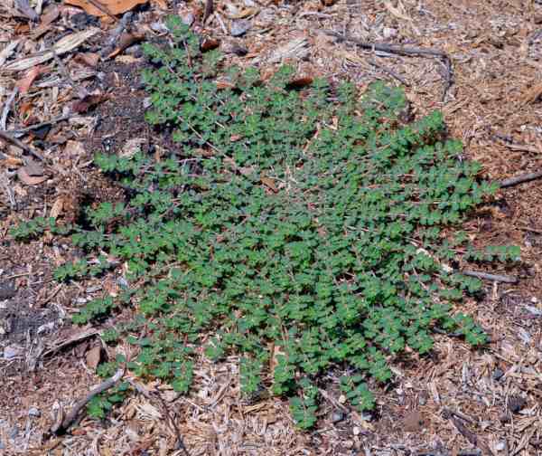 euforbia prostrata