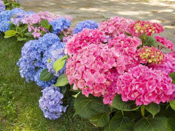 hortensia 2