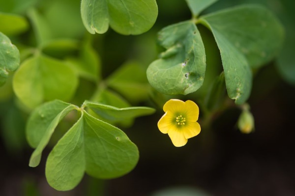 oxalis stricta