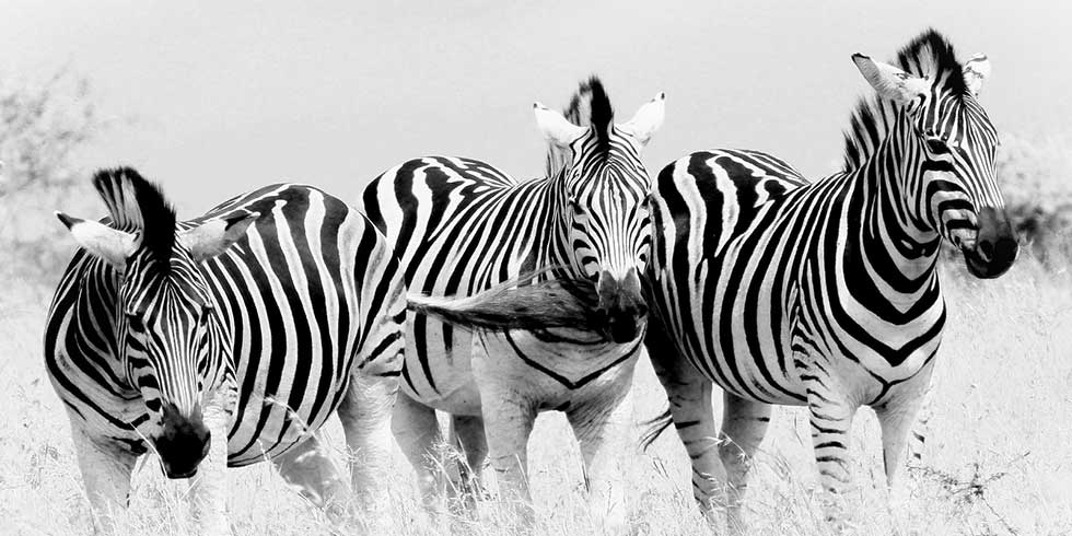 zebras