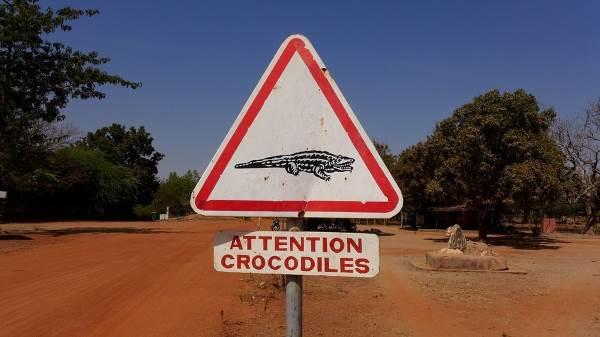 bazoule crocodilos 5
